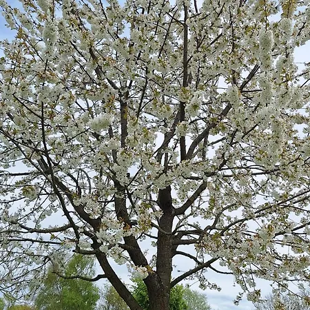La Crinière D'or Raffinée Pour Parenthèse De Douceur En Normandie